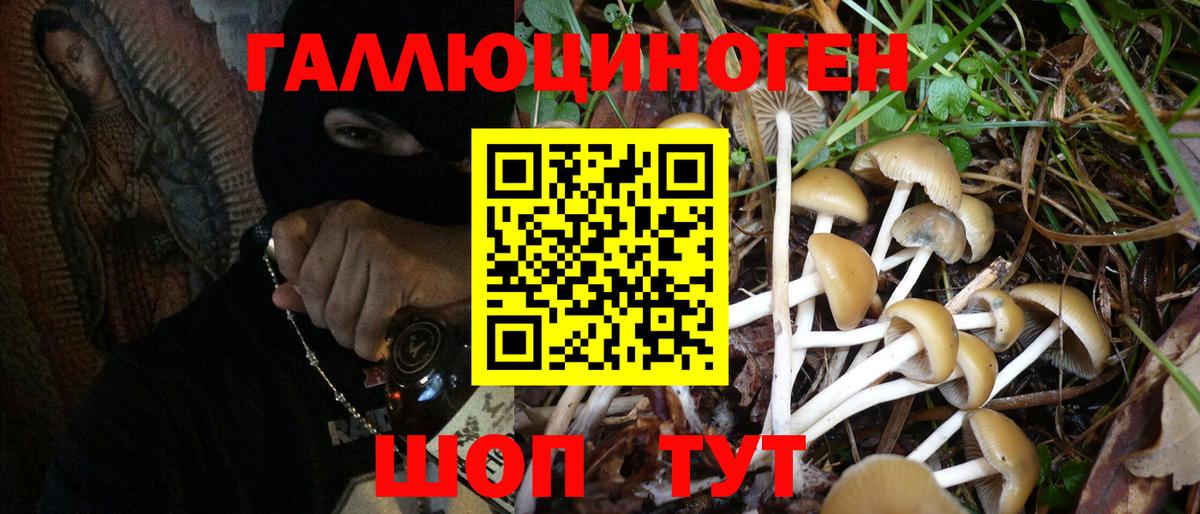 Псилоцибиновые грибы Psilocybe Кунгур